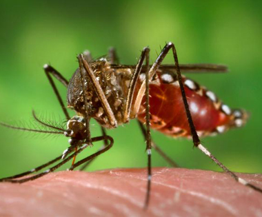 Aedes_aegypti_during_blood_meal.jpg