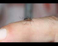 Aedes aegypti