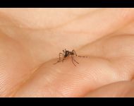 Aedes aegypti